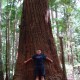 Giant Satinay Tree