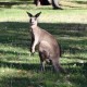 05 Grampians National Park