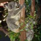 07 Kuranda Koala Garden