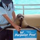 07 Pet Porpoise Pool