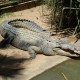 08 Cairns Tropical Zoo