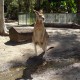 11 Cairns Tropical Zoo