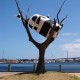 17 Cow Up A Tree at Docklands