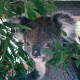 17 Port Macquarie Koala Hospital