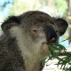 18 Port Macquarie Koala Hospital