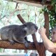 19 Port Macquarie Koala Hospital