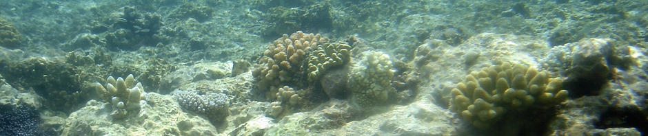 Reef Banner 2